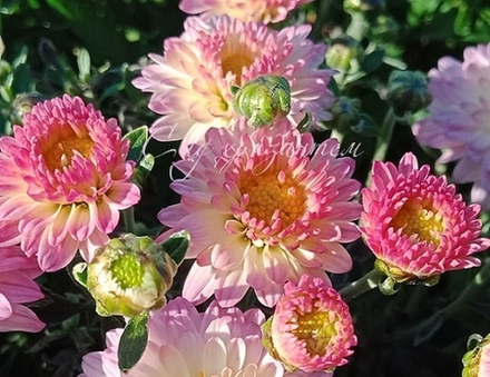 Хризантема мультифлора Braga pink ☘ м.91   (отгрузка Май)