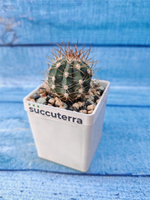 Melocactus Azureus (Мелокактус)