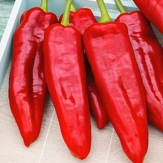 КАПТУР F1 семена перца сладкого (Seminis | Alexagro) – фото 5