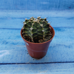 Gymnocalycium Friedrichii (Гимнокалициум)