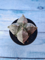 Astrophytum Myriostigma monstrosa (Астрофитум)