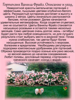 Гортензия Ванила Фрайз метельчатая