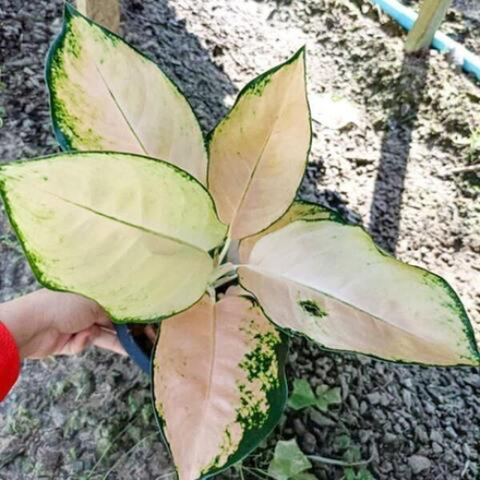 Аглаонема PEACH COCHIN