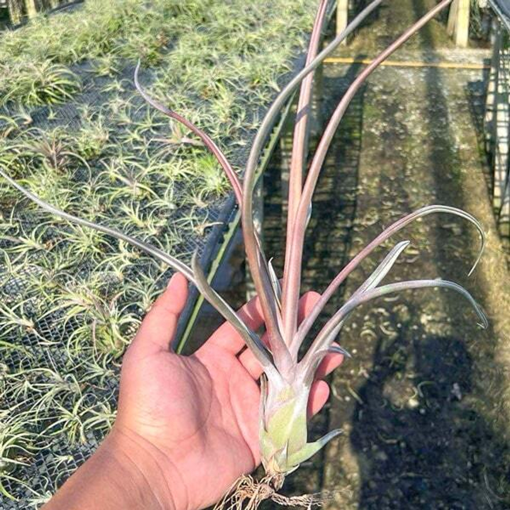 Тилландсия Mali Dofitas (caput-medusae x bulbosa)