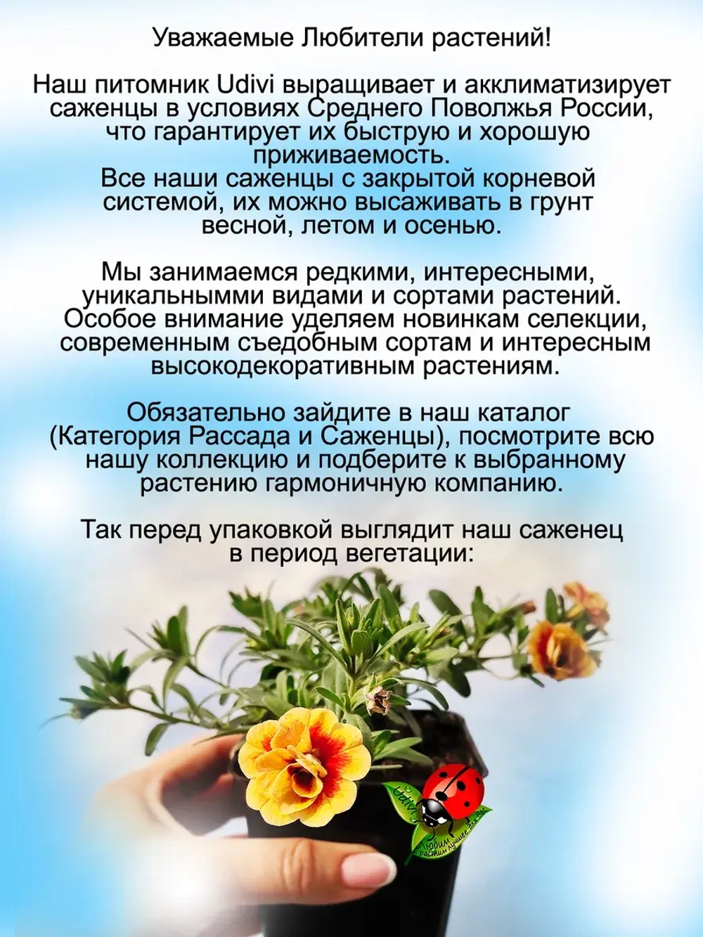 Калибрахоа Разноцветный закат Сенсет Биколор махровая