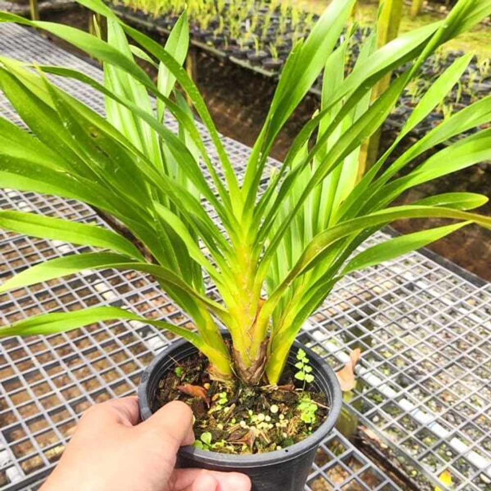 Орхидея GRAMMATOPHYLLUM SPECIOSUM (P99)