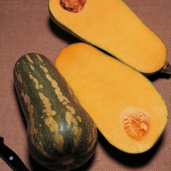 Барбара F1 семена тыквы (Sakata / Саката) – фото 2