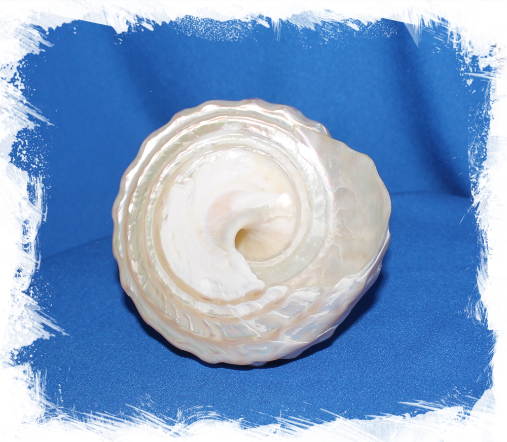 Трохус Ундоса перламутровый, 6-9см, 1шт