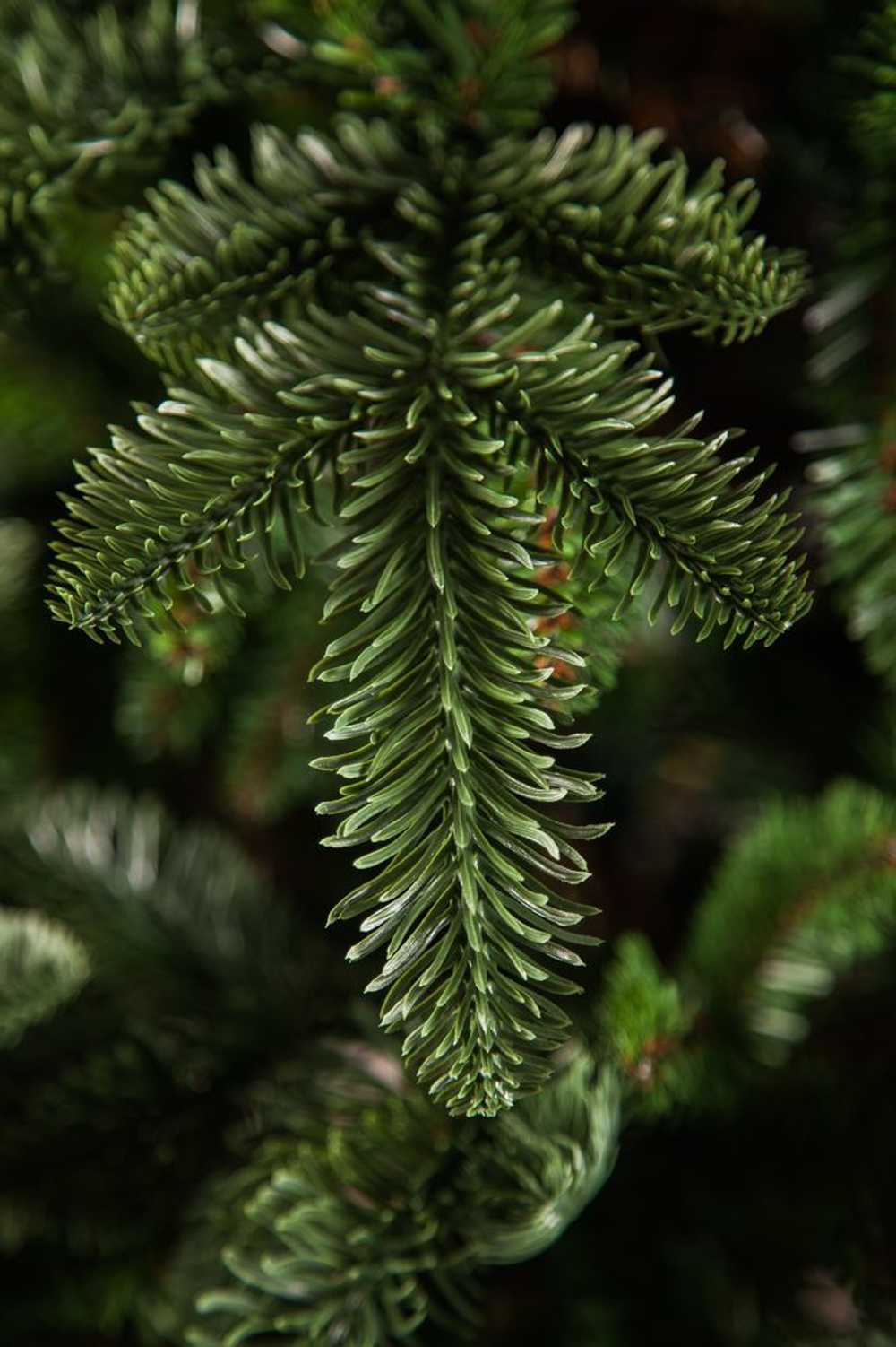 Ель Нормандия 260см темно-темно зеленая Triumph Tree