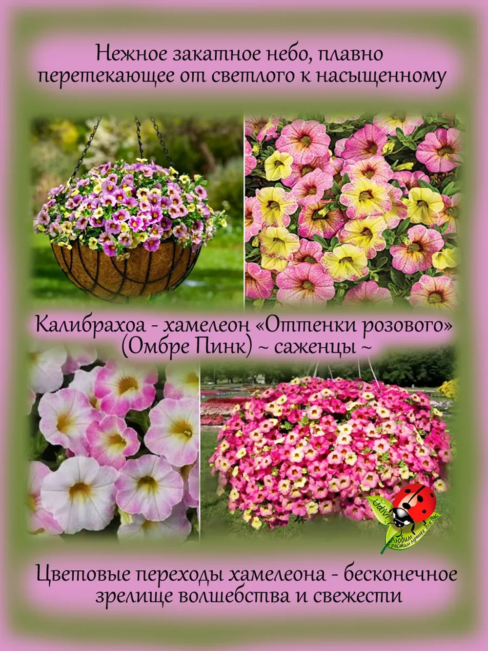 Калибрахоа Омбре Пинк