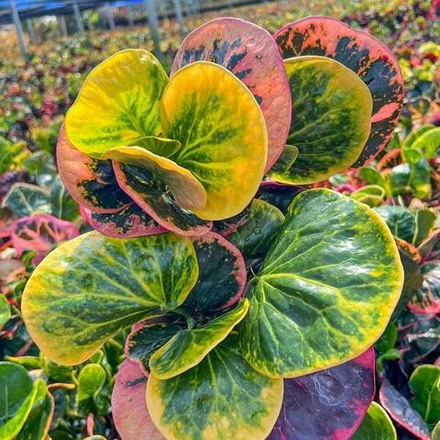 Кротон YOD KHUMPHON