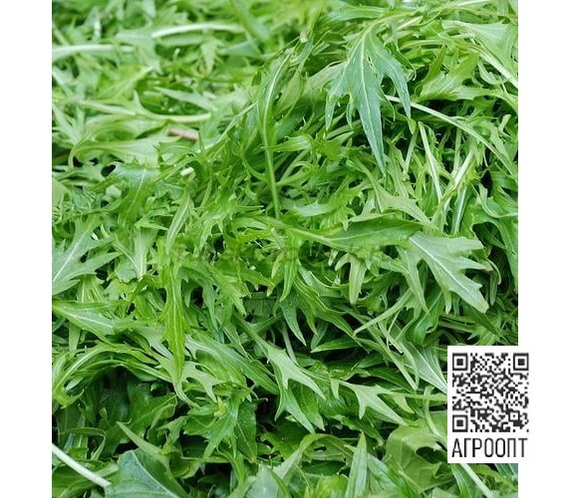 Триция семена рукколы (Enza Zaden / Энза Заден) продукт – фото 2