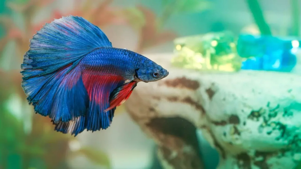Betta splendens (Сиамский петушок)
