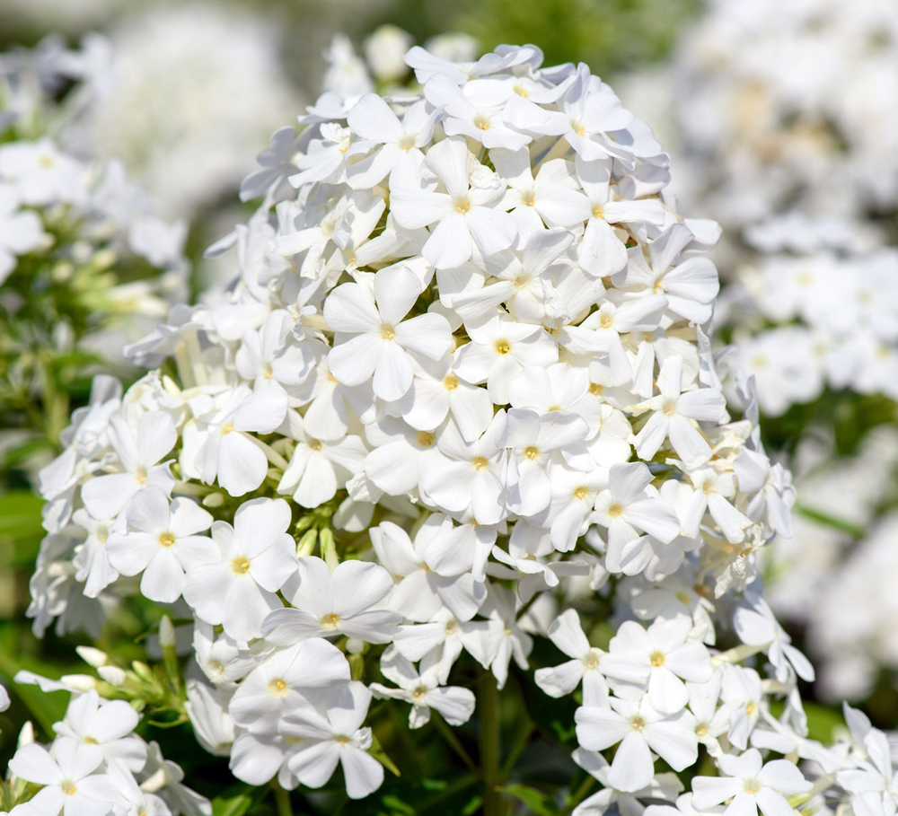 Флокс метельчатый Давид