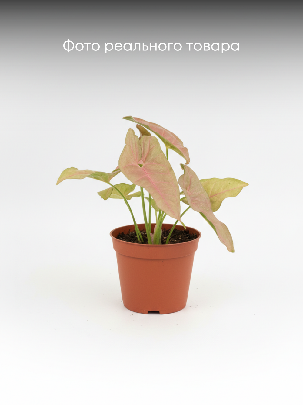 Сингониум Pink Beauty д.11