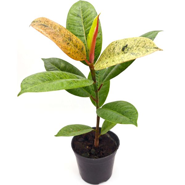 Фикус эластика Шивериана Муншайн