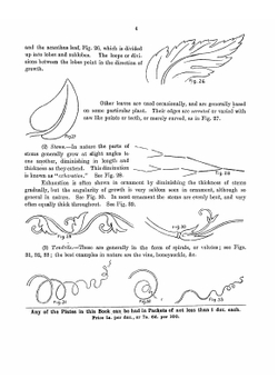Cusack's freehand ornament. A text book with chapters on elements, principles, and methods of freehand drawing | Charles Armstrong