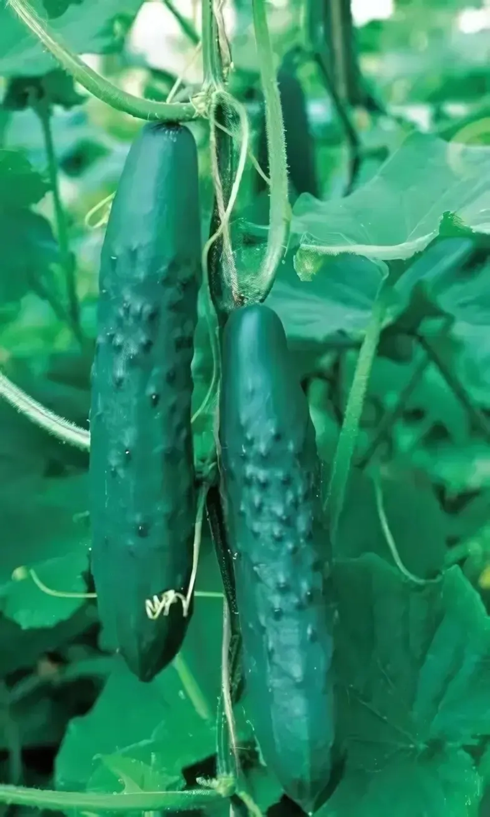 Семена Огурец Апрельский F1 10шт (УД) Е/П