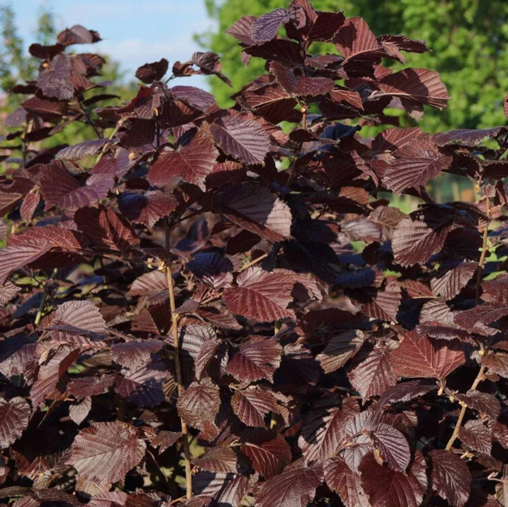 Лещина обыкновенная Purpurea в Подмосковье