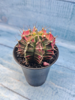Gymnocalycium Variegata (Гимнокалициум Вариегатный)