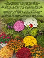 Хризантема мультифлора Брасаунд Дарк Оранж раннецветущая