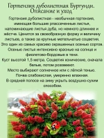 Гортензия Бургунди дуболистная