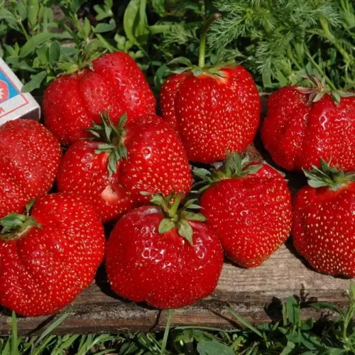 Максим (крупноплодный сорт). Голландия