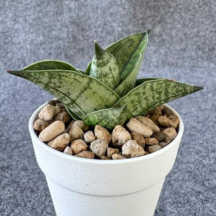 Сансевиерия PUMILA