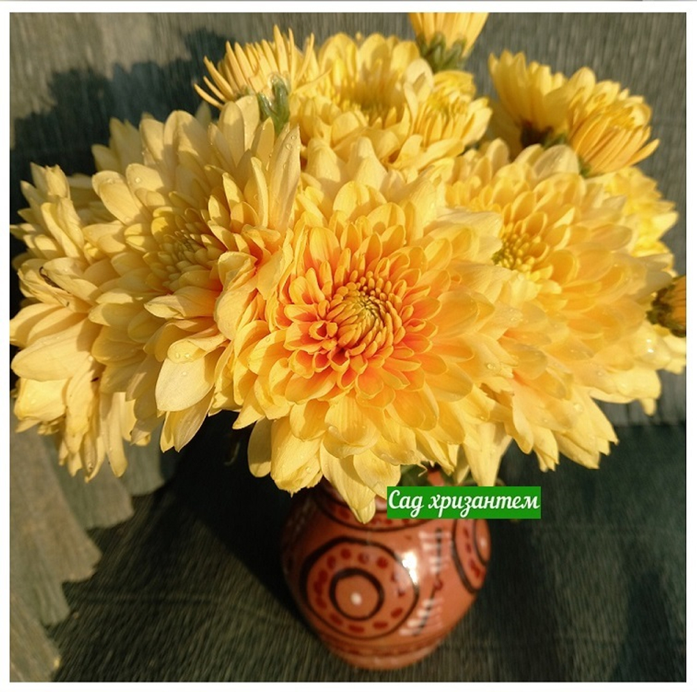 Хризантема одноголовая Champagne orange 🌼 о.47