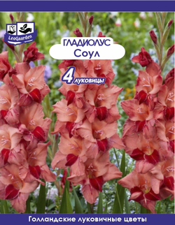 Гладиолус Луковица, Соул, 4 шт
