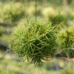 Тилландсия ionantha Fuego BALL (T33)