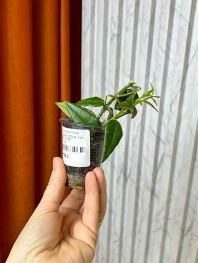 Хойя Белла, D6см Н25см, 1шт, Urban Jungle