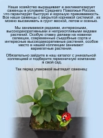 Сирень Примроуз жёлтая