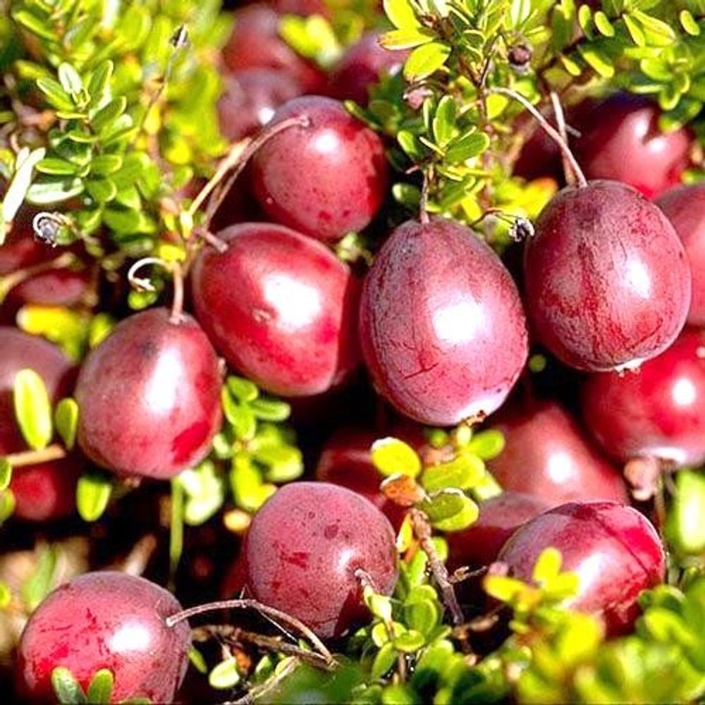 Клюква Эрли Блэк