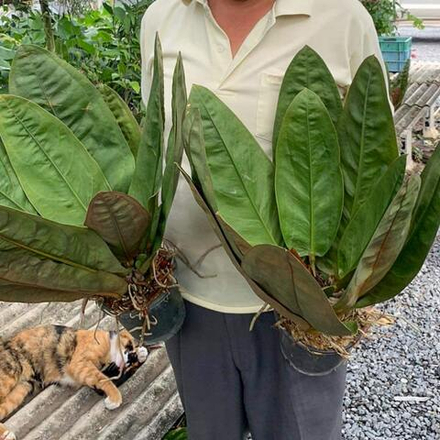 Антуриум SUPERBUM