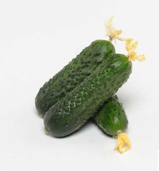 АТИК F1 семена огурца Bejo цена