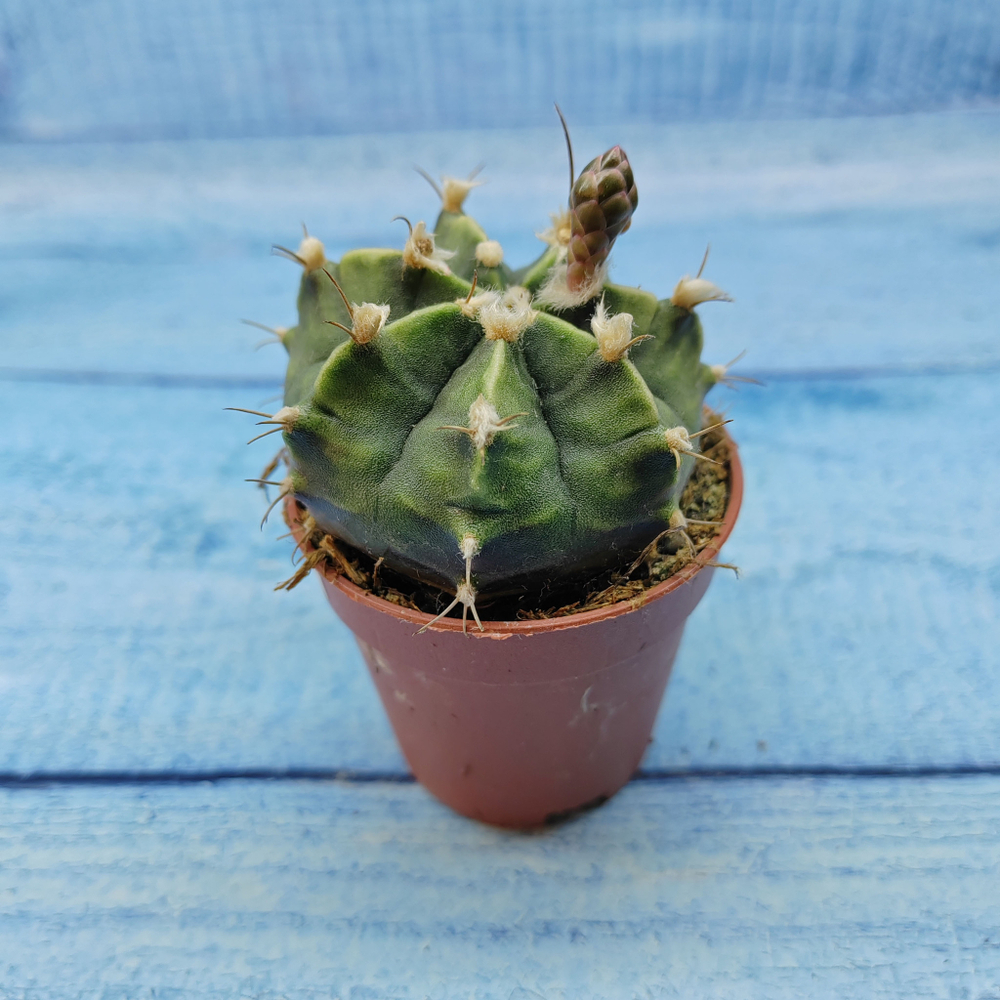 Gymnocalycium Friedrichii (Гимнокалициум)