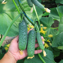 Ягуар F1 семена огурца (Takii / Таки)