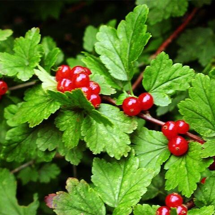 Смородина альпийская Шмидт С3 40-60