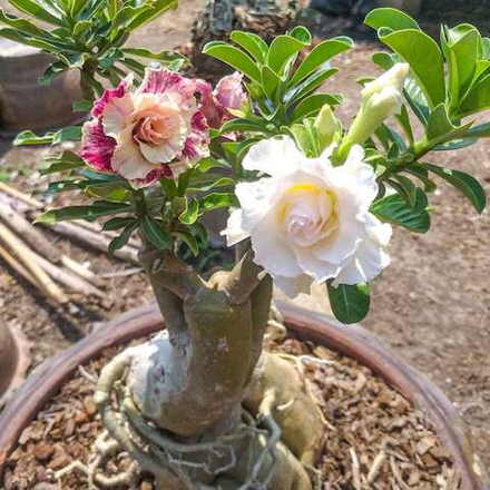 Адениум обесум FANCY L мультипрививка-крупномер