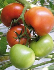 Жеронимо F1 семена томата индетерминантного (De Ruiter Seeds / Де Ройтер Сидс)