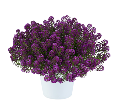 2419 Алиссум STREAM COMPACT PURPLE