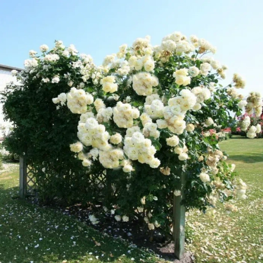 Роза Эльф С4 Закупка М16 июнь 2026