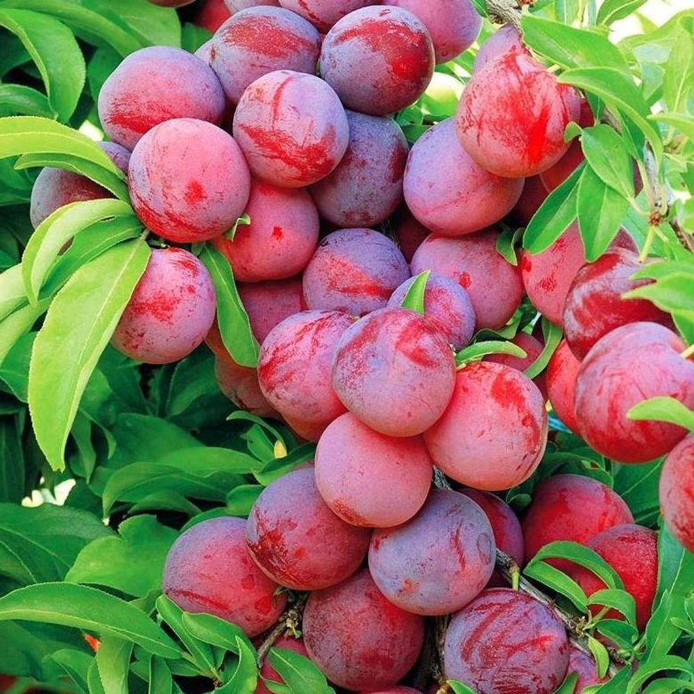 Слива Красный шар