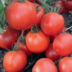 Премьера семена томата детерминантного (Гавриш)