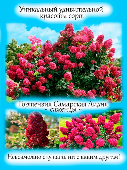 Гортензия Самарская Лидия метельчатая