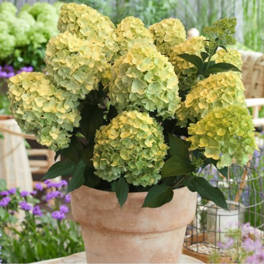 Гортензия метельчатая Гарденлайт Лемонлайт (3/4 ветки) Закупка М59 апрель 2026