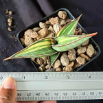 Сансевиерия RORIDA VAR