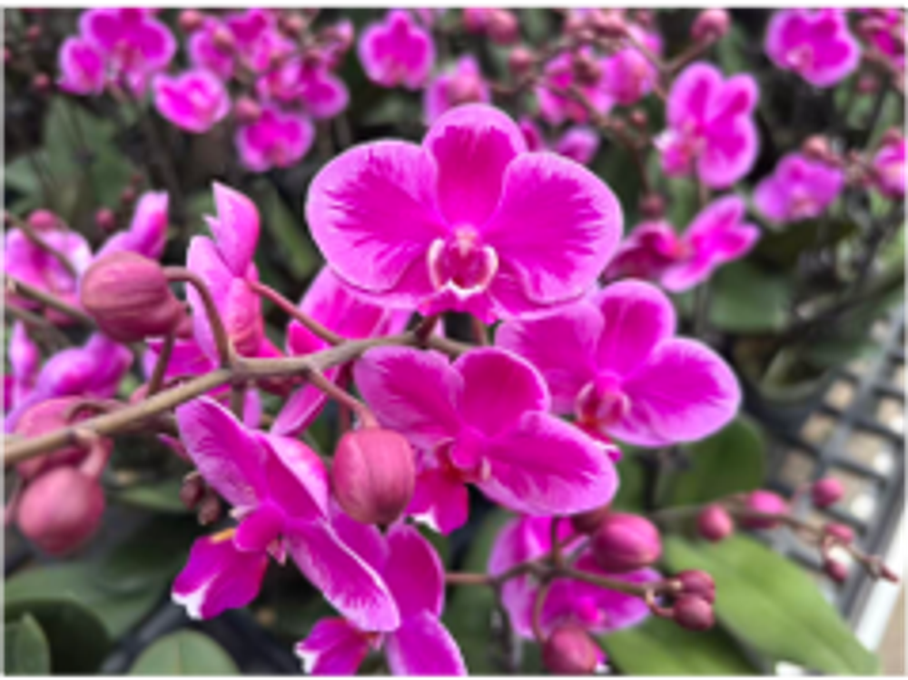 Фаленопсис розовый д.9