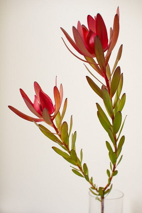 Леукадендрон (лейкадендрон)